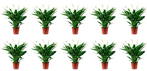10er-Set Einblatt 4-8 Blüten/Knospen - echte Zimmerpflanze, Spathiphyllum - Höhe ca. 70 cm, Topf-Ø 17 cm