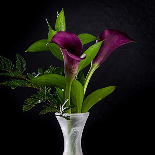 tuberi di calla selvatici balcone resistenti giardino e balcone Coltivare giardino su un decorazioni per esterni 4bulbi