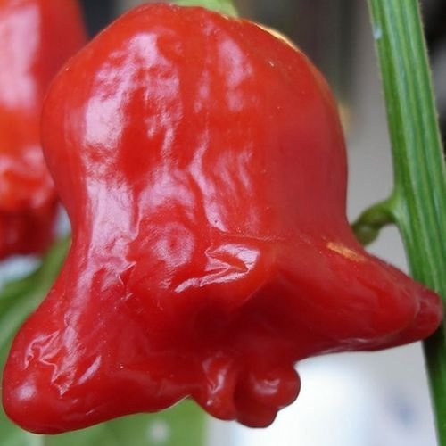 Húngara de Chile Rojo, Obispos Corona, 10 Semillas, no GMO