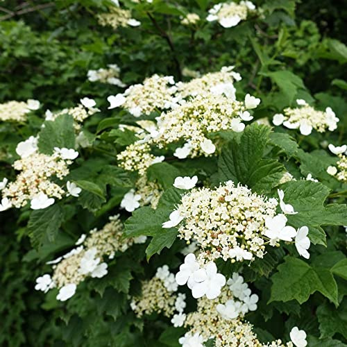 bola de nieve - semillas de como recuerdo fiesta bola nieve arbustos y setos rápido crecimiento aromáticas balcón en elevado balcón jardín 60semillas