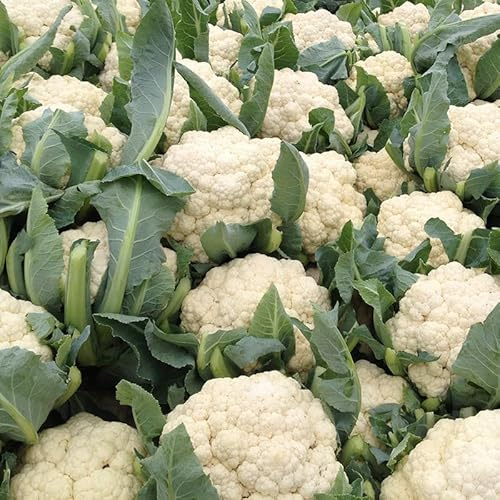 semi di cavolfiore giardino Copertura del terreno resistenteà 80pcs