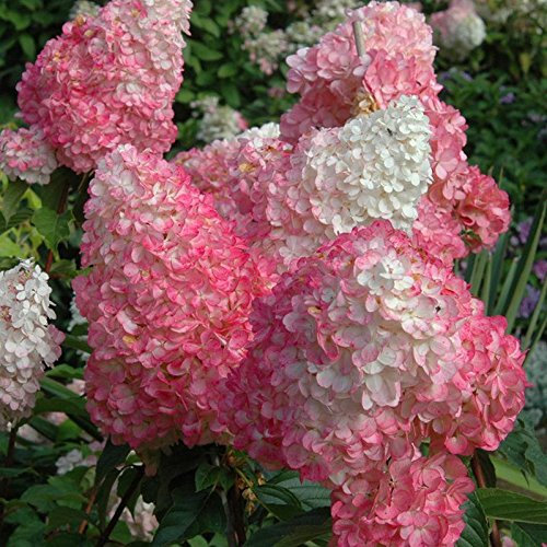 20 pcs semillas Hydrangea paniculata 'vainilla Fraise' fresa de hortensia semillas de flores bonsai semillas de plantas en maceta para el jardín de la casa verde