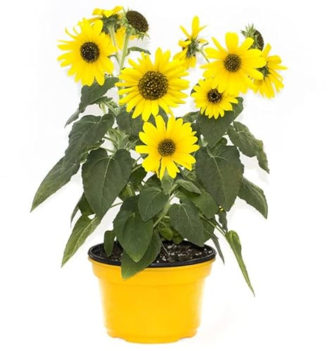 Girasol Natural La Fortaleza Vegetal que Añadirá Vida a tu Jardín