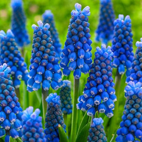Traubenhyazinthen Zwiebeln,Luftreinigende, Bodendecker,Winterharte Staude,Blumenzwiebeln,Traubenhyazinthen Duftende, Hyazinthenzwiebeln-4zwiebeln-A