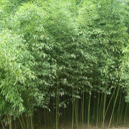 semi di bambù resistenti a crescita rapida, sempreverdi regali per giardinieri prodotti sostenibili semi da giardino rare bambù, 500pcs