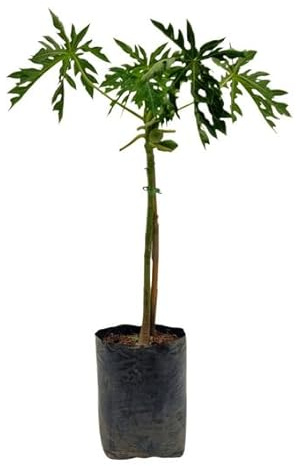 Árbol de la Papaya Planta Natural para Terraza y Jardín