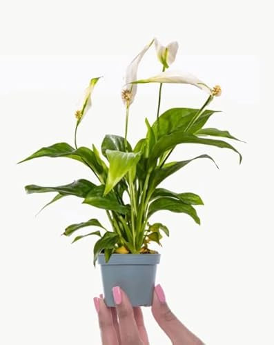 Espatifilo Planta de Interior Natural El Complemento Ideal para una Decoración Armónica