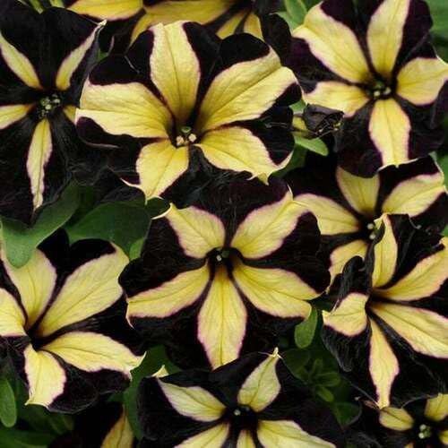 100 graines de pétunia noir et jaune