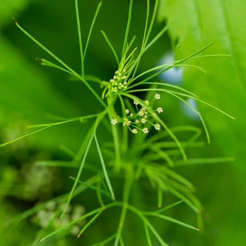 semi di cerfoglio aromatiche da giardino organiche per la copertura del terreno cerfoglio aromatiche invernali varietà di tradizionali, selvatiche 50semi