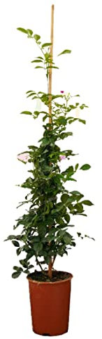 Jazmin Planta Natural en distintos tamaños - Jasminoide Piramidal y en tutor - Planta de exterior - Planta Natural - Planta Viva (En tutor)