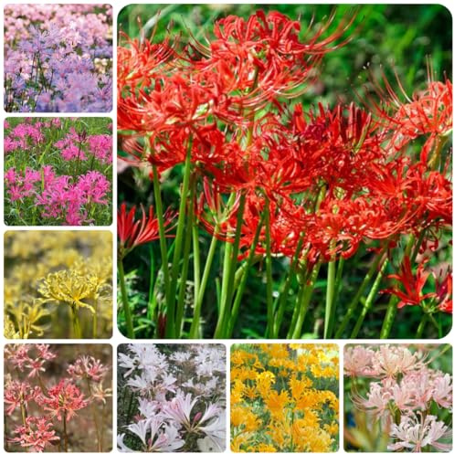 bulbi di giglio ragno - lycoris radiata - resistenti, giardino rossa trice, primaverili rare, balcone 4pcs