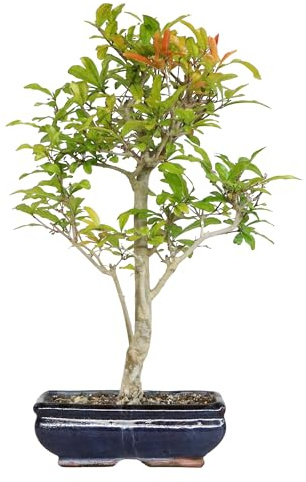 KENTIS - Bonsai di Melograno - Punica Granatum - Piante Vere da Frutto da Esterno - Giardino Balcone Terrazzo - H 40-50 cm Vaso in Ceramica 20 cm