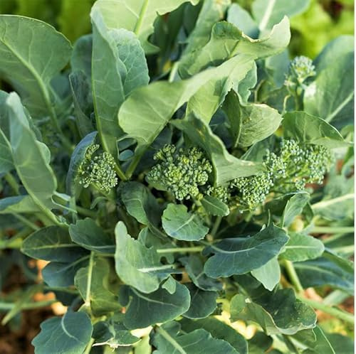 1000 Broccoli Rabe Seeds | Broccoli Raab Spring Rapini Broccolini Broccoli Broccoletti Turnip Greens