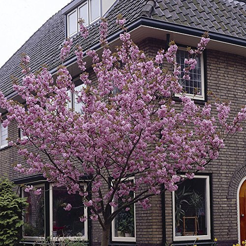 YouGarden Flowering Cherry Tree Prunus 'Kanzan' Bare Root Tree, Supplied as Bare Root Tree 80-100cm Tall, Japanese Cherry Blossom Tree for Garden, Flowering Tress for Garden UK