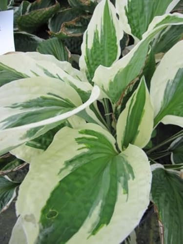 Hosta Hybride Patriot - Weißrand-Funkie