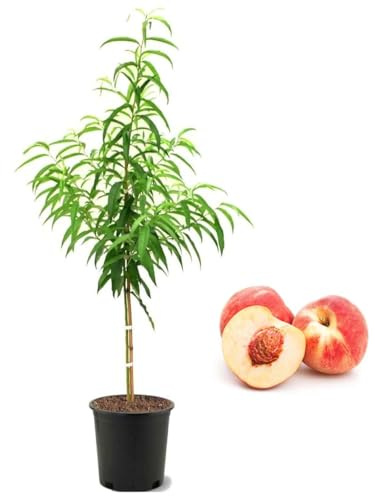 American Plant Exchange Peach Tree 'Belle of Georgia' – 5-Gallon Pot – Live Fruit-Bearing Tree, Cold-Hardy, Sweet & Juicy White Peach Harvest for Home Orchards, Gardens & Edible Landscapes