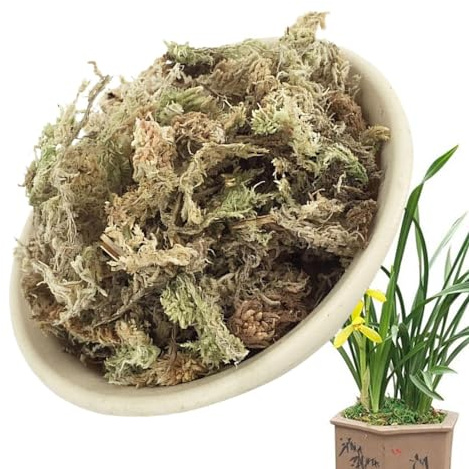 Orkidémossa att plantera | Naturligt torkad mossa för orkidéer | saftig mossa att plantera om, terrariedekoration – krukväxtblomma – sphagnum för hemmafixare