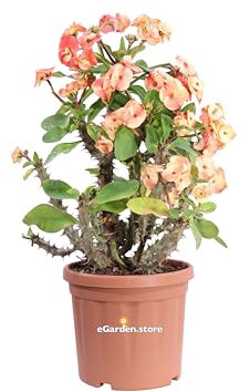 Pianta di Euphorbia X Lomi pianta grassa ornamentale da esterno pianta vera succulenta fiori vari colori venduta da eGarden.store (Giallo v.24 cm)