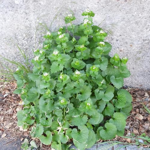 mostaza con ajo - interior exóticas jardín raras balcón 500semillas