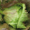 PREMIER SEEDS DIRECT - Lettuce - CRISPHEAD Iceberg - 6 Grams