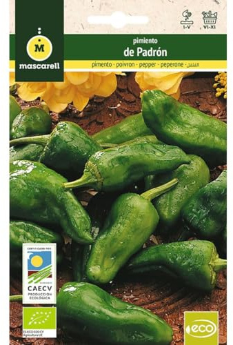 Mascarell Semillas, PIMIENTO PADRÓN, Semillas Ecológicas, 0,5 Gramos