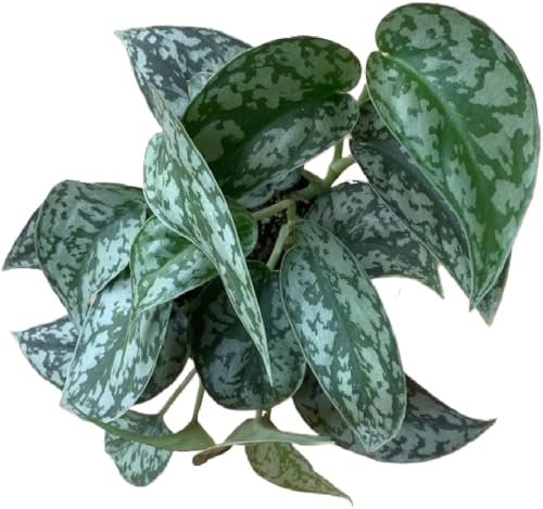 Potho Scindapsus Natural Planta Exótica que Transformará tu Hogar