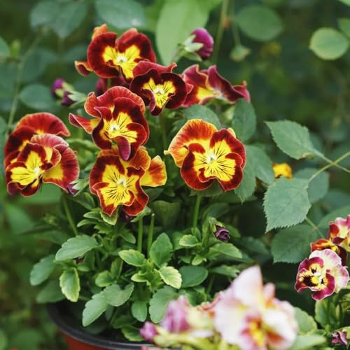 semi biologici di viola del pensiero perenne resistente tappezzante di viola del pensiero resistenti all'esterno per aiuole 250pcs