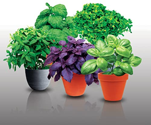 Lot de 1700 graines à semer - Le Grenier d'Abondance - Fan de Basilics - 13 sachets individuels