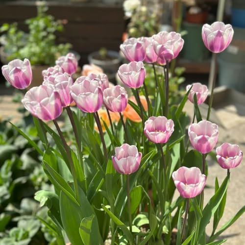 tulpenzwiebeln garten steingartenpflanzen winterhart tulpenzwiebel zwiebeln frisch winterharte kübelpflanzen balkonblumen bodendecker winterhart mehrjährig winterharte balkonpflanzen 3pcs