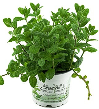 Menta de manzana,Menta de manzana fresca,Mentha suaveolens
