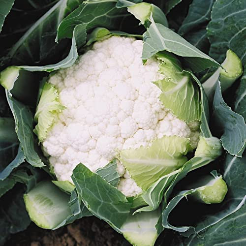 Cauliflower Seeds 'Boris' F1 Hybrid Brassica oleracea Botrytis Group Half-Hardy Annual Easy to Grow Your Own Outdoor Garden Vegetable Plants (Approx. 15 Seeds) by Thompson and Morgan