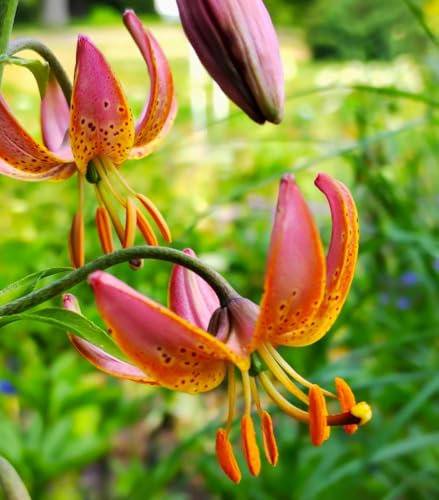 Lilienzwiebeln : Lilie Lilium martagon - Türkenbundlilie  Fairy Morning  1 Blumenzwiebeln