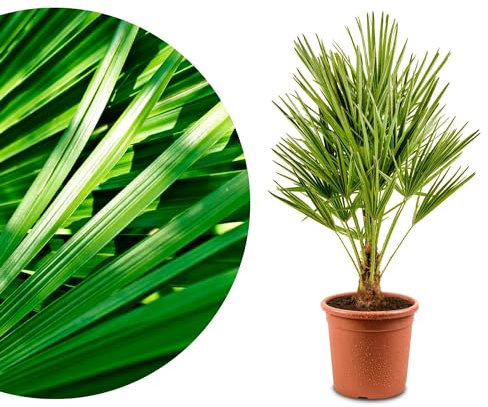 Meine Orangerie 'Mittelmeer Zwergpalme' - Winterharte Palme - Frosthart bis -12 Grad - Europäische Zwergpalme winterhart - Chamaerops humilis - winterfeste Gartenpalme (Topf Ø 26cm)