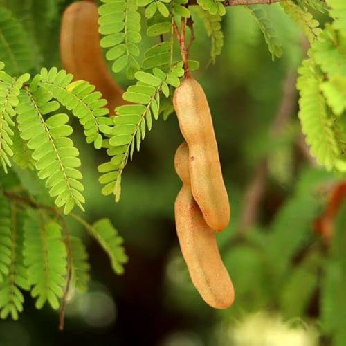 6 Semillas de Tamarindo (Tamarindus indica) – Árbol Frutal Exótico de Gran Porte – Ideal para Jardín, Huerto o Cultivo en Clima Cálido