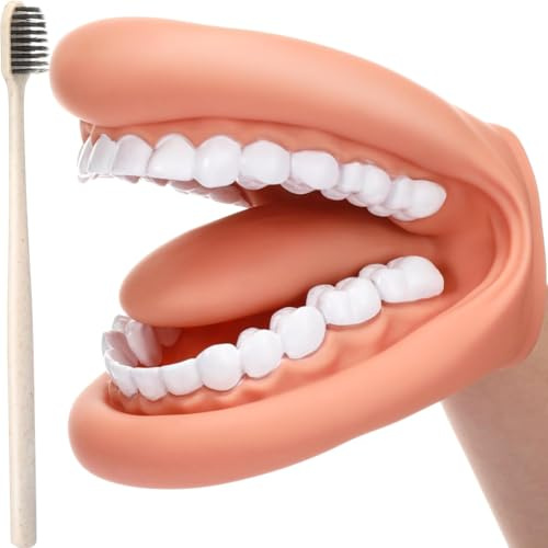 Exogio Tandmodell tandmodell tandmodell, tandmodell handdocka, tandmunsmodell med tandborste, demonstration, anatomisk tandmodell för tandundervisning eller munvård