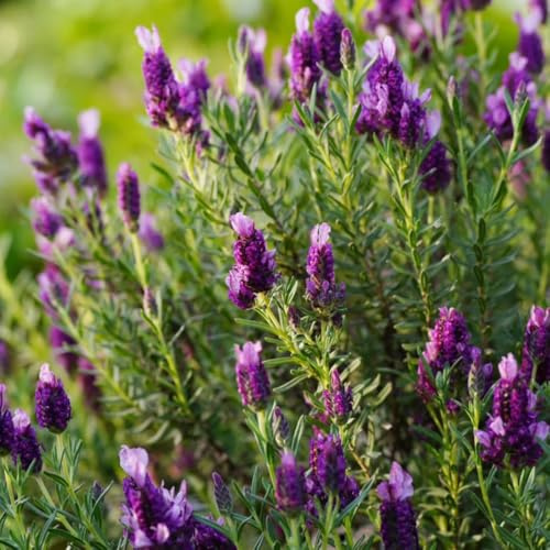 Semillas de lavanda orgánicas, lavandula angustifolia de jardín de cobertura del suelo de lavanda, perenne resistente de primavera, resistentes 130pcs