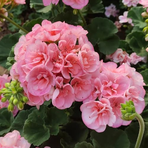 geraniensamen - exotische zimmerpflanzen outdoor rankpflanzen gartendeko für draußen kletterpflanzen zimmerpflanze schnittblumen gewächshaus balkon blumensamen mehrjährig winterhart 45pcs