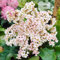 Bergenia Bressingham White - Pianta di orecchie di elefante | Perenne da giardino sempreverde