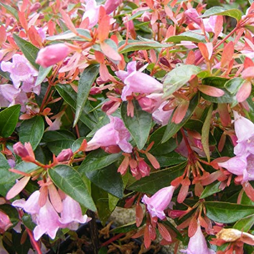 Abelia 'Edward Goucher'- Abélia 'Edward Goucher' 25-30 cm en conteneur