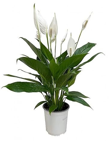 Flor de Interior Espatifilo Natural Ideal para Decorar el Hogar o la Oficina