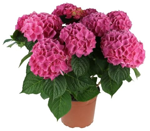 Hortensia - Hydrangea Rosa en Maceta Arbusto Natural Frondoso con Floración Espectacular
