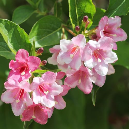 Semillas resistentes de weigela - temprana silvestres interior exóticas jardín 150pcs