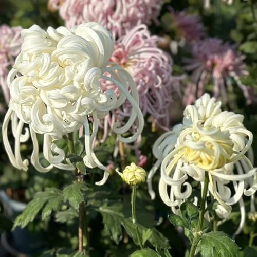 chrysanthemen exotische zimmerpflanzen büropflanzen extrem winterharte kübelpflanzen pflanzendeko topfpflanzen echt rankpflanzen chrysantheme schmetterlingsflieder pflanztöpfe indoor 600samen