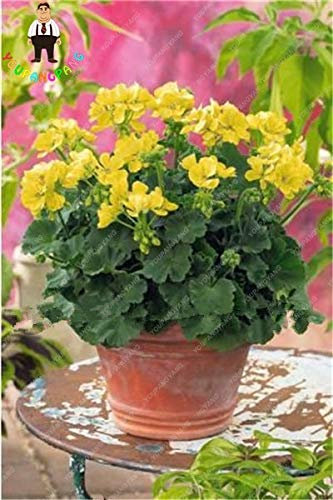 Sumpf frisch 80 PCS Geranie Blumensamen zum Pflanzen von Gelb