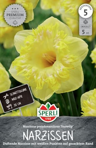 Sperli Premium Narzisse Snowtip – Großkronige Blumenzwiebeln, Ideal als Schnittblume, Duftende Narzissen mit Weiß-Gelben Blütenspitzen