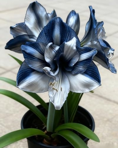Bulbo decorativo di Amarillide – Soluzione perfetta per decorazioni naturali e scenografiche in casa o giardino-1bulbi -Y