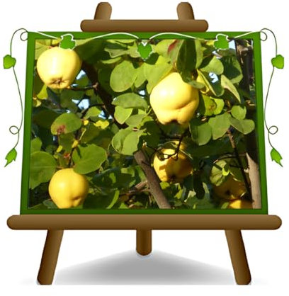 Cotogni Pommier Coing Var. Champion - Plante à Partir De Fruit Antique - Arbre Sur Vase 20 - Max 170 CM - 2 Ans