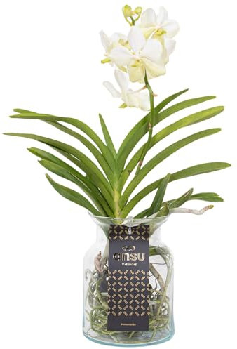 Plant in a Box - Vanda 'Bose' en vase - Orchidée - Blanc - Hauteur 45cm
