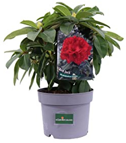 Pianta di Rododendro Pianta di Rhododendron Hybridum pianta da esterno pianta ornamentale pianta da fiore vari colori pianta vera venduta da eGarden.store (Rosso - Red Jack)