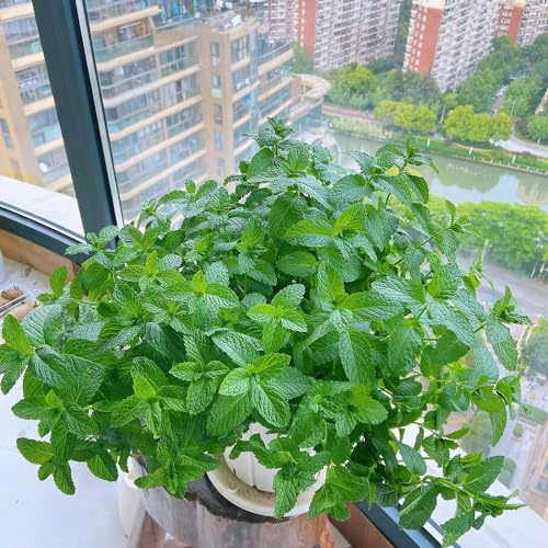 semillas de menta - exóticas orgánicas balcón resistentes decorativas raras 100pcs